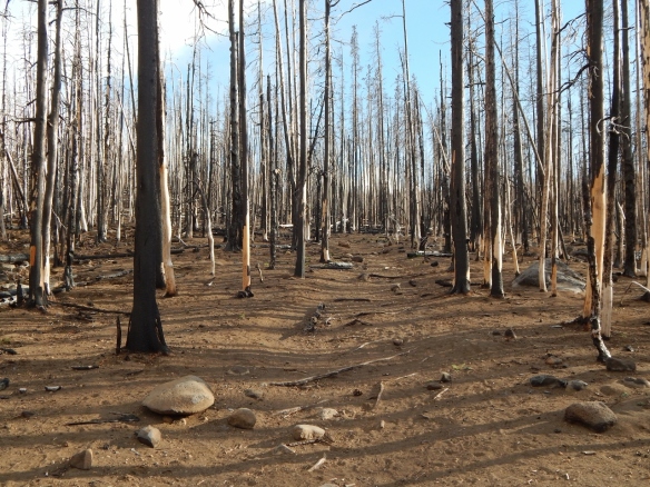 The Pole Creek Trail through badly burned forest from the fire a couple of years ago.